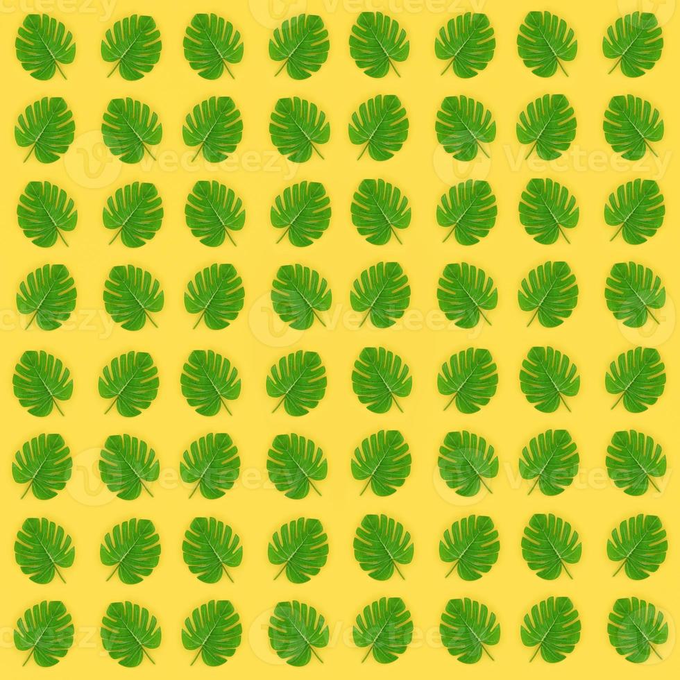 Tropical palm monstera leaves lies on a pastel colored paper. Nature summer concept pattern. Flat lay composition. Top view photo