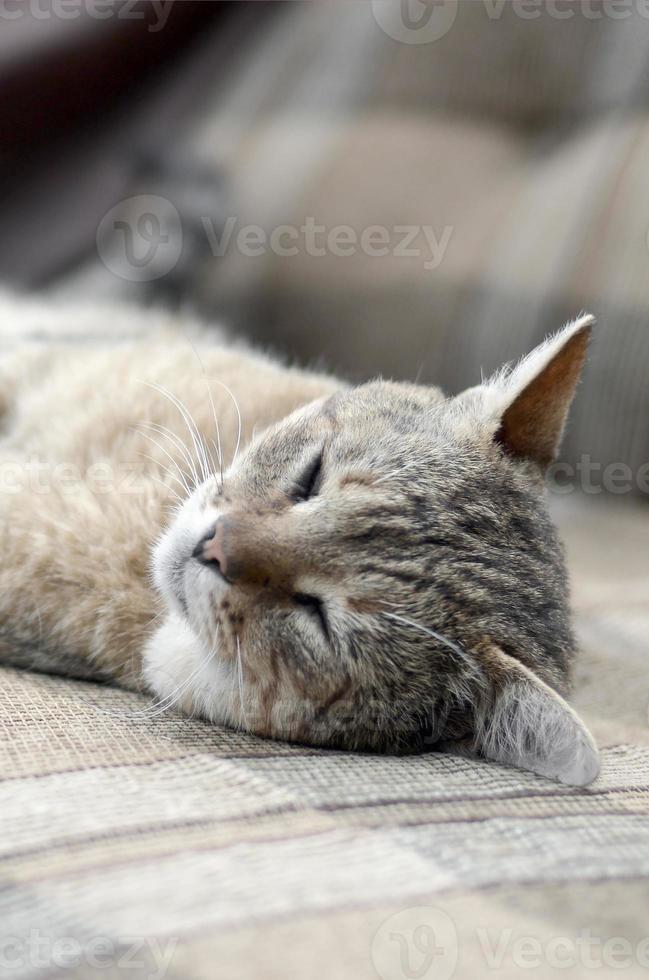 Close up of a sad and lazy tabby cat napping on the couch outdoors in evening photo