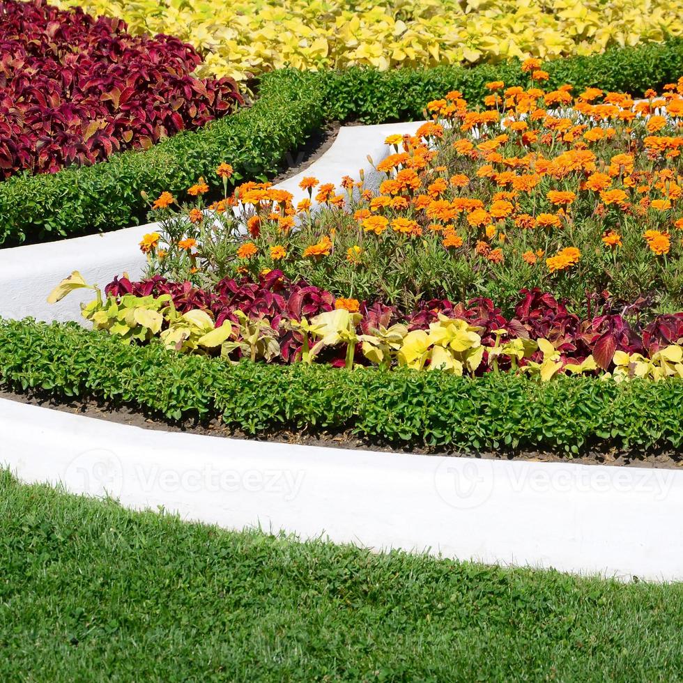 maceta de coleo. hermosa perspectiva de las hojas naturales de la planta de coleo foto