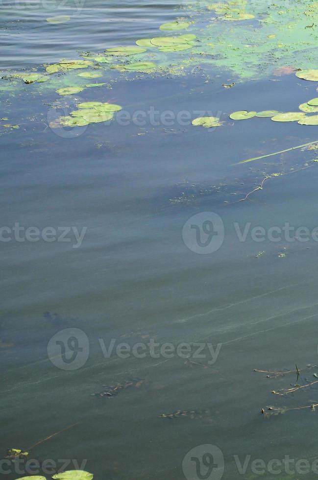 la superficie de un viejo pantano cubierto de lenteja de agua y hojas de lirio foto