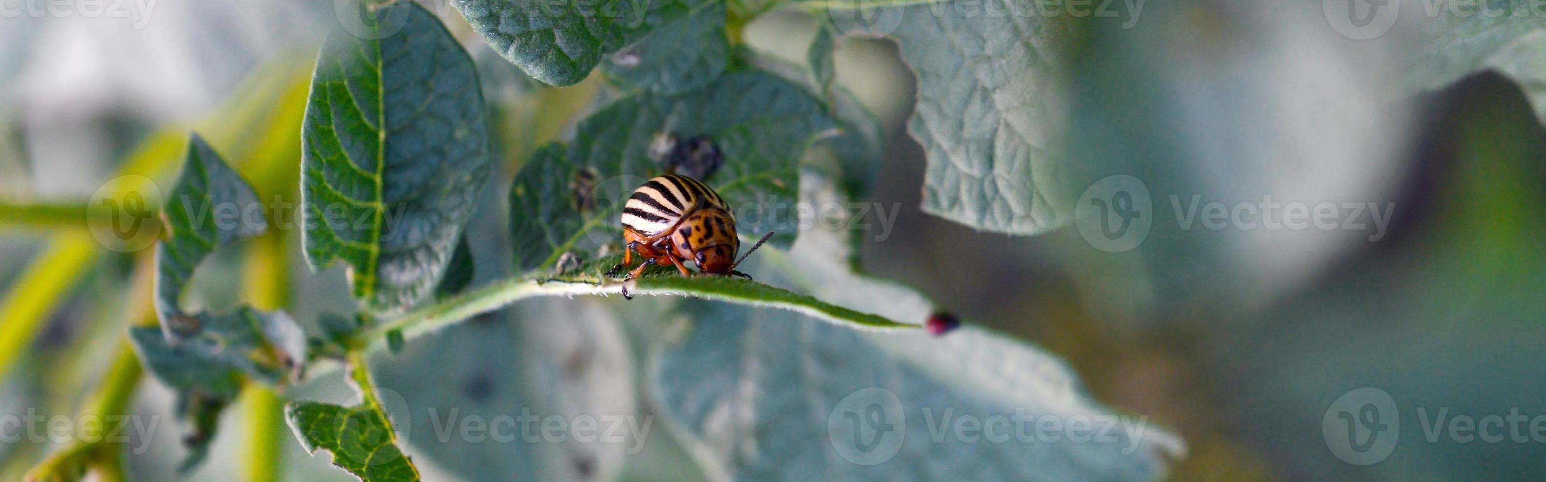 Colorado potato beetle Leptinotarsa decemlineata crawling on potato leaves photo