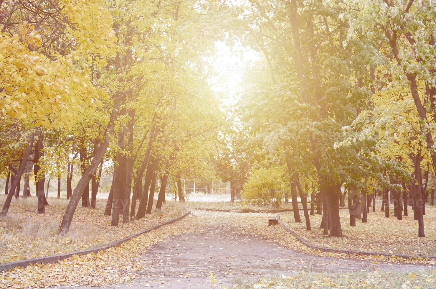 Evening landscape with yellowing trees and a lot of leaves fallen on the road in the park photo