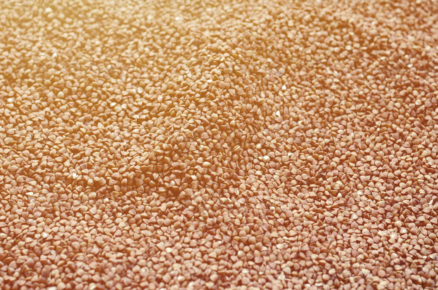 Background texture of a large pile of buckwheat. Many buckwheat grains close-up in daylight photo