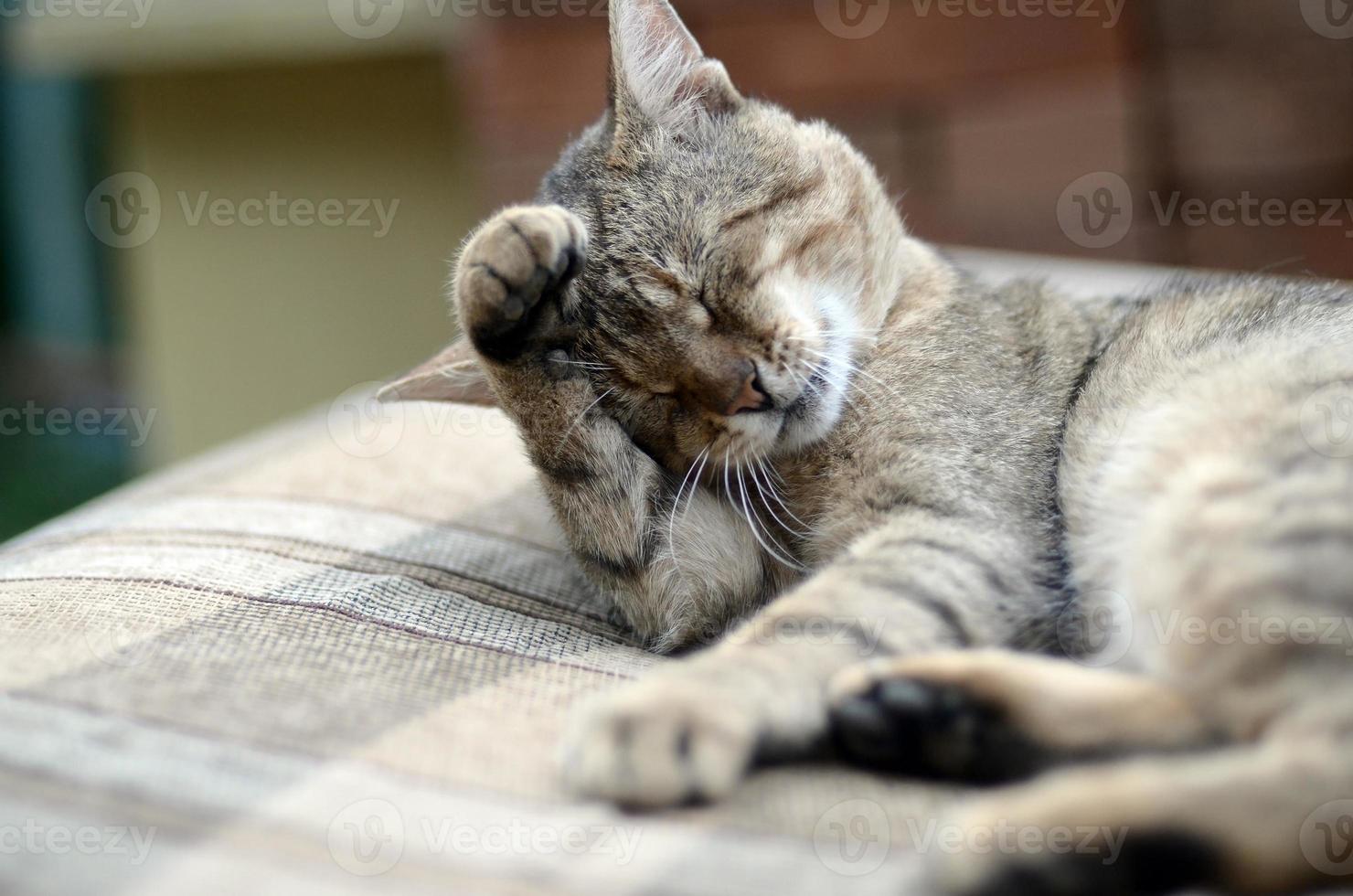 Portrait of tabby cat sitting and licking his hair outdoors and lies on brown sofa photo