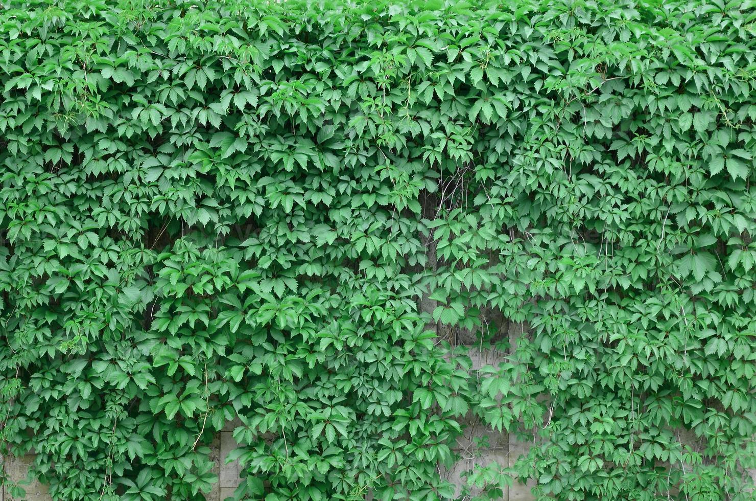 Green ivy grows along the beige wall of painted tiles. Texture of dense thickets of wild ivy photo