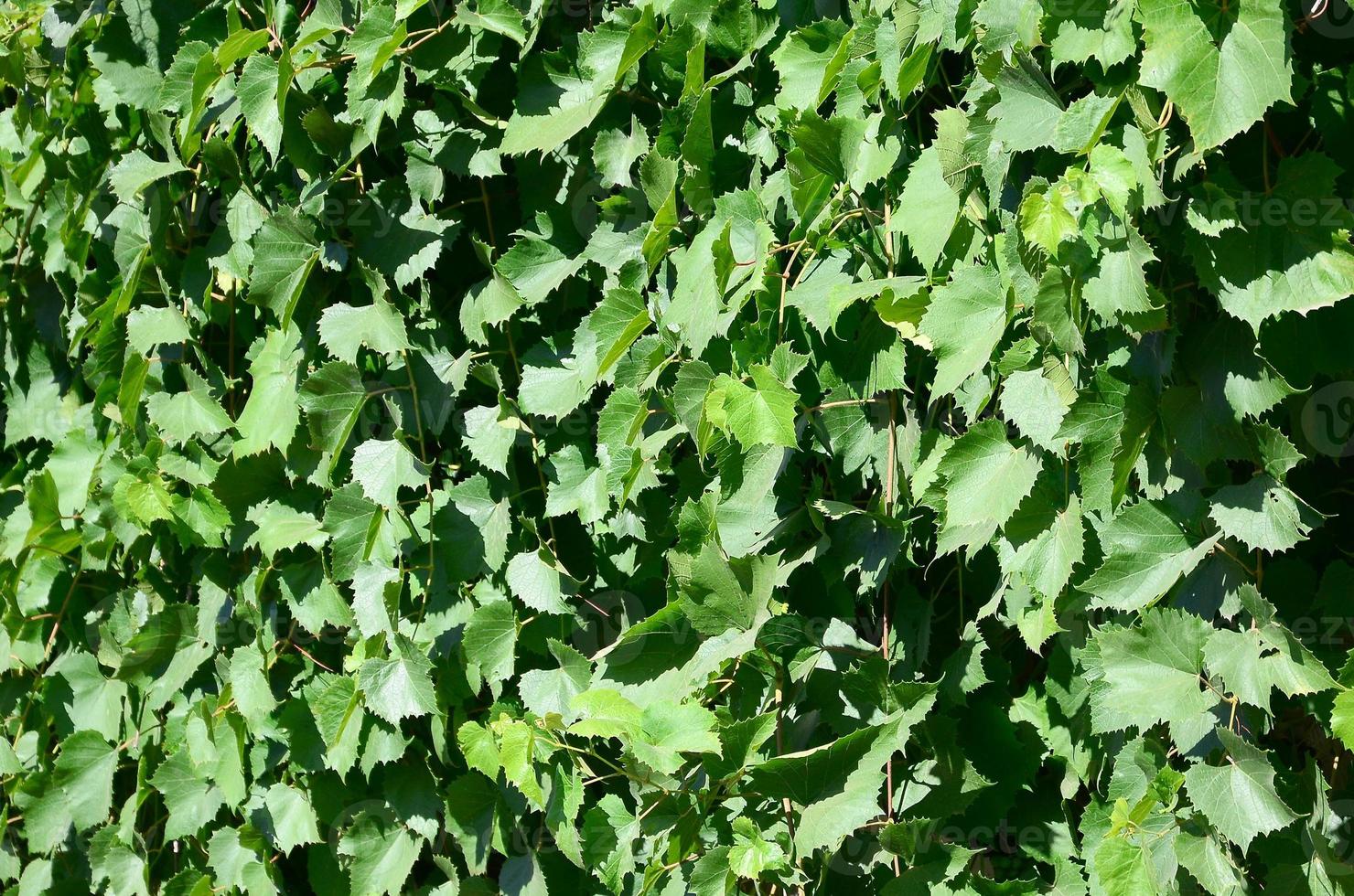 Texture of a wall overgrown with ivy from green leaves in a vineyard photo