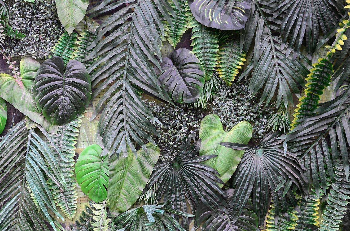 fondo de hojas verdes tropicales, helecho, palma y hoja de monstera deliciosa en la pared foto