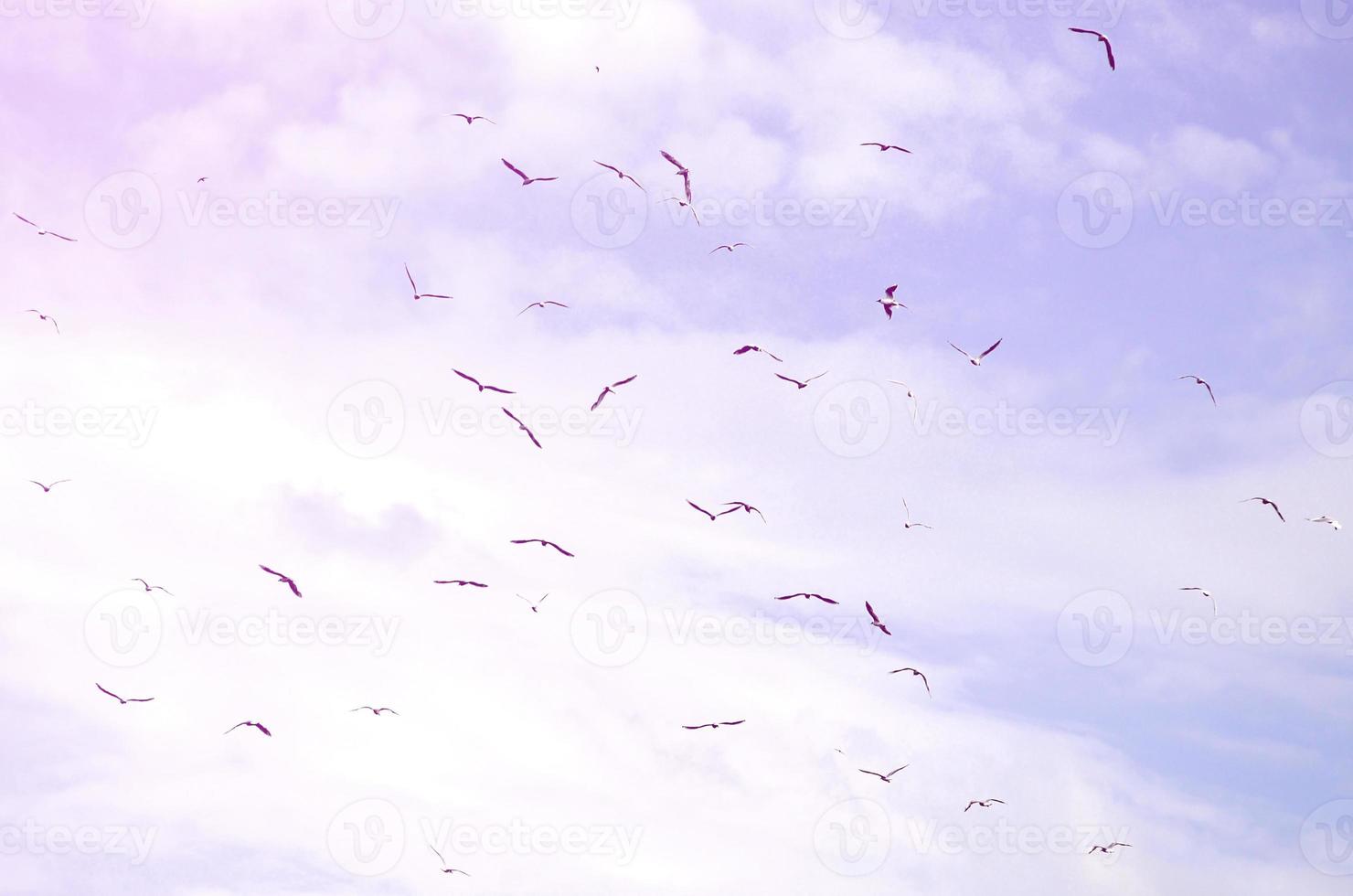 A lot of white gulls fly in the cloudy blue sky photo