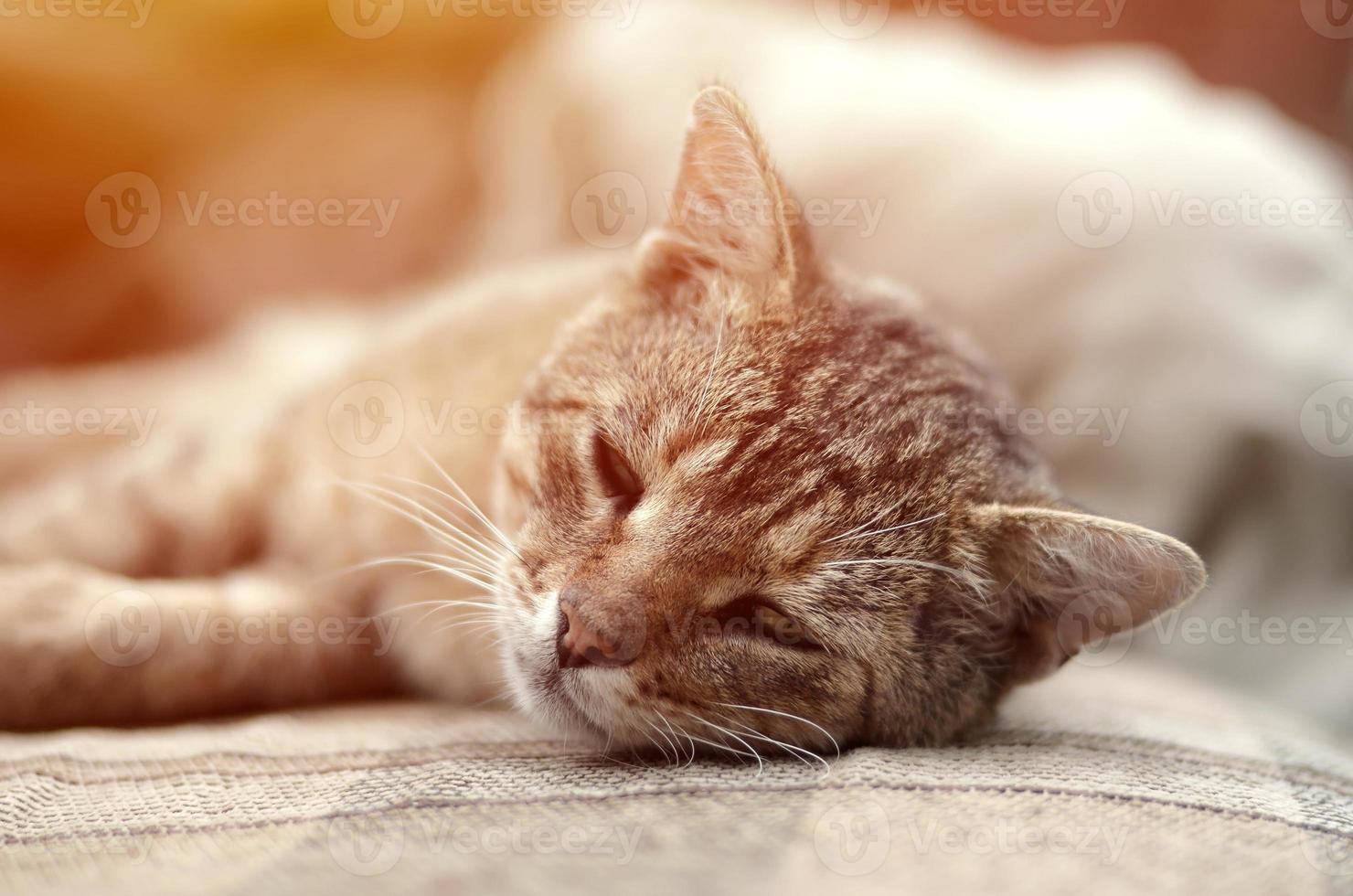 Close up of a sad and lazy tabby cat napping on the couch outdoors in evening photo