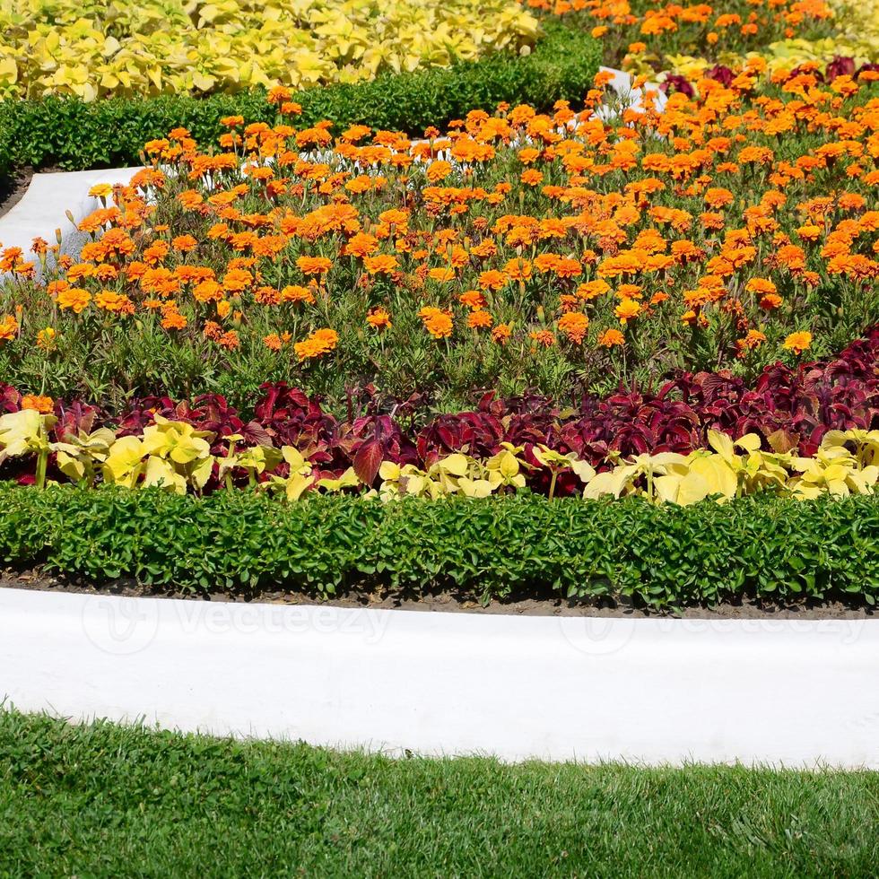 Coleus flowerpot. Beautiful perspective of natural coleus plant leaves photo