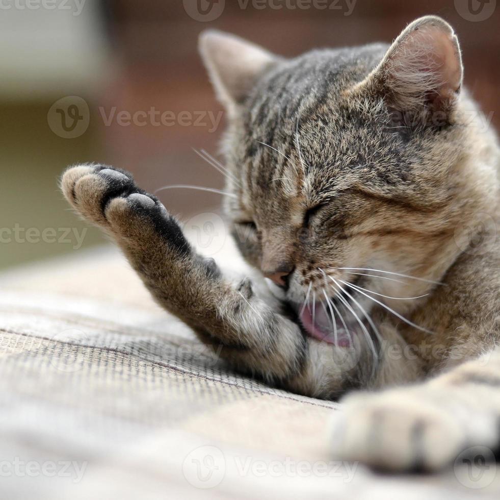 Portrait of tabby cat sitting and licking his hair outdoors and lies on brown sofa photo