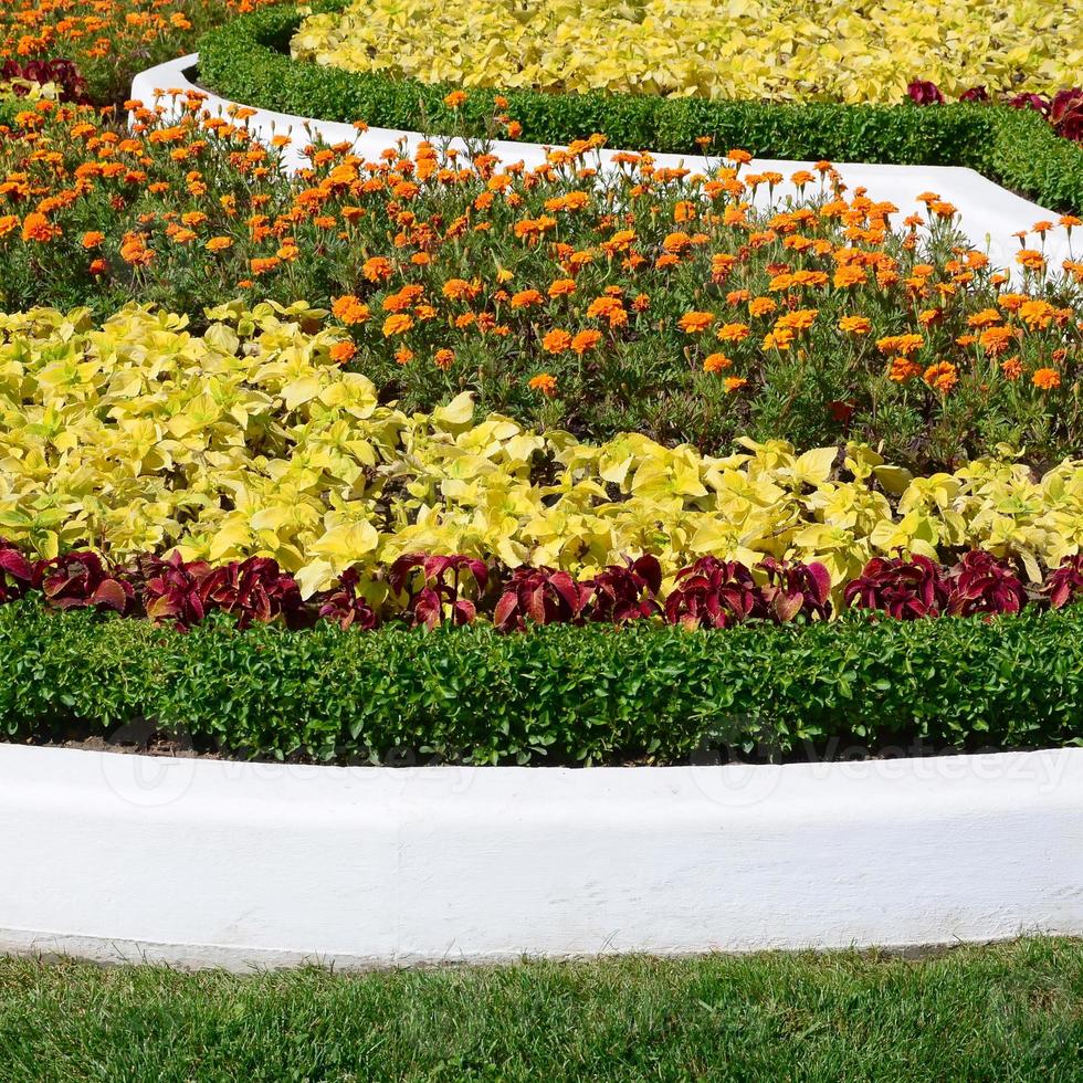 Coleus flowerpot. Beautiful perspective of natural coleus plant leaves photo