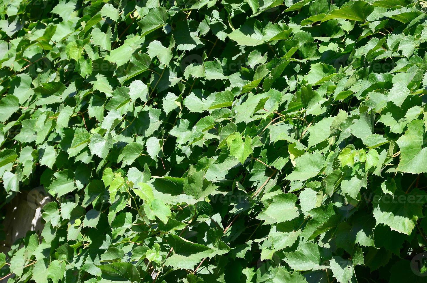 Texture of a wall overgrown with ivy from green leaves in a vineyard photo