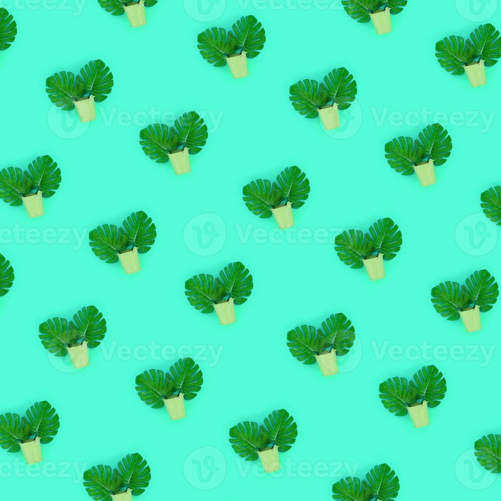 Tropical palm monstera leaves lies in a pastel pails on a colored background. Flat lay trendy minimal pattern. Top view photo