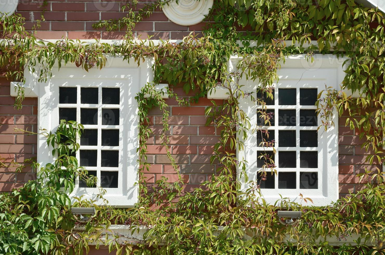White window on green wall with climbing plant. Natural green leaf grass cover wall with white window background, Eco friendly backdrop photo