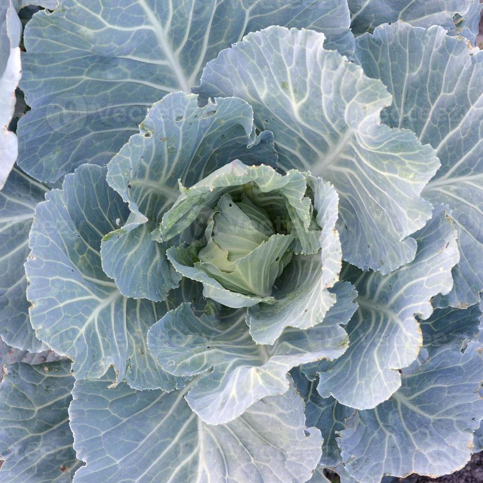 repollo verde madurando la cabeza creciendo en una granja vegetal foto