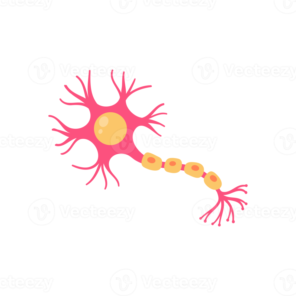 modèle de neurone sensoriel humain pour les études de biologie png