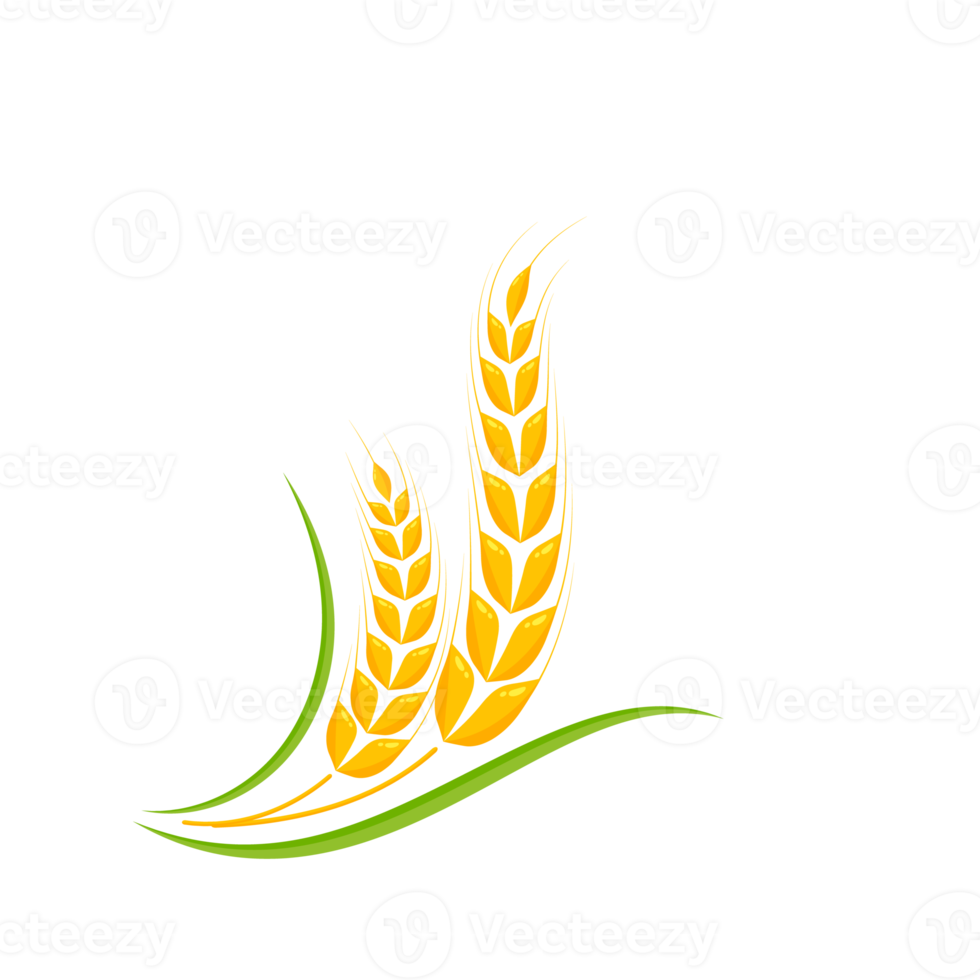 Ears of wheat. Whole grains for making bread. png