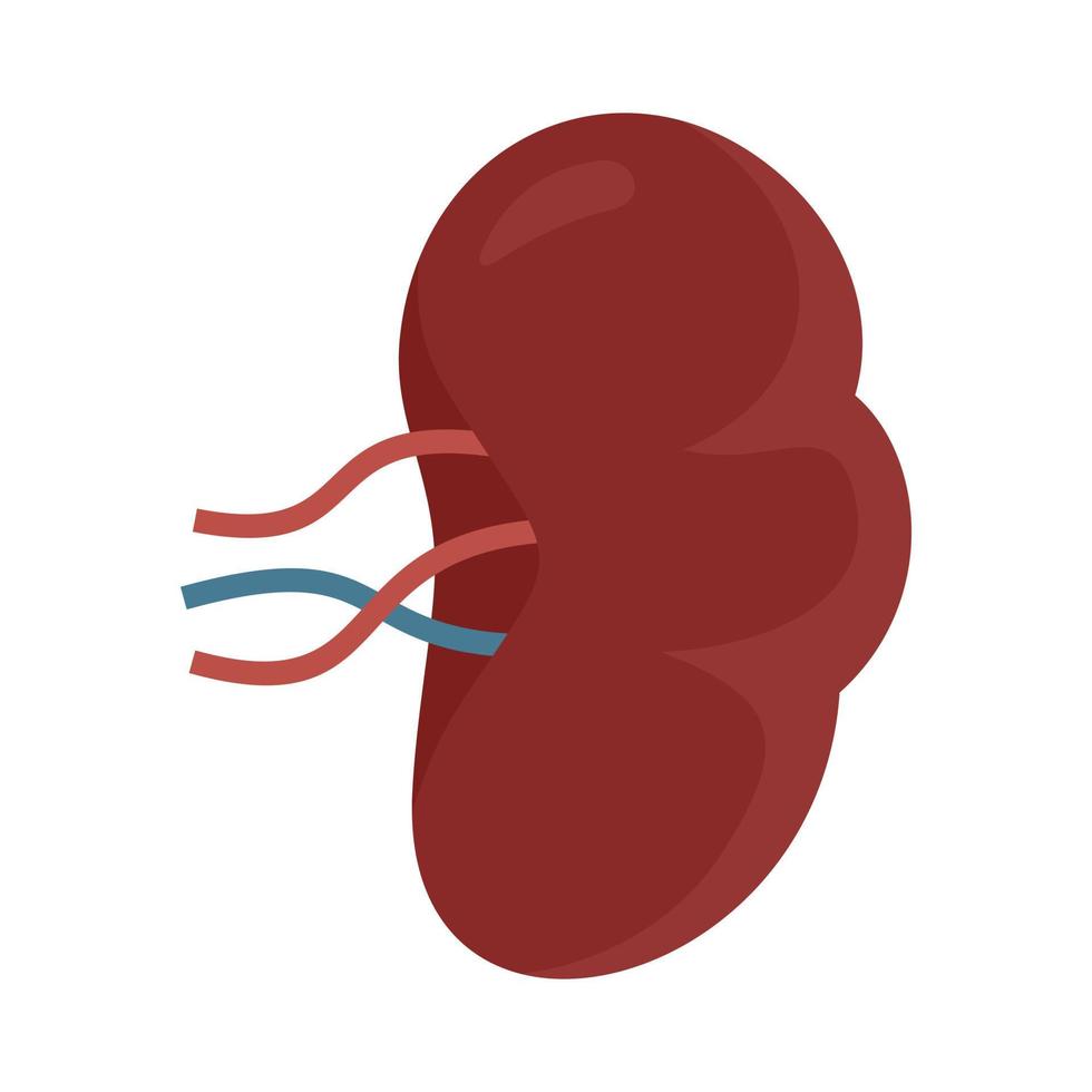Spleen icon, flat style vector
