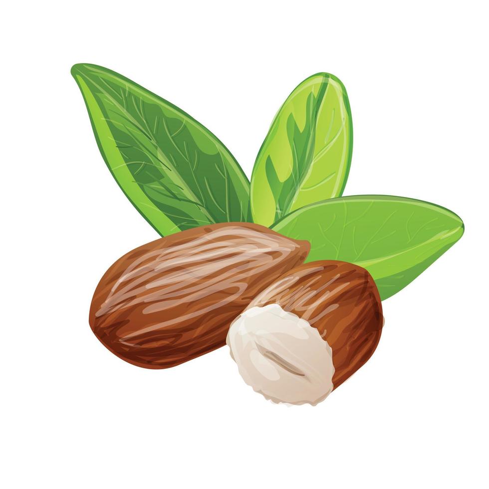 Fresh almonds icon, cartoon style vector