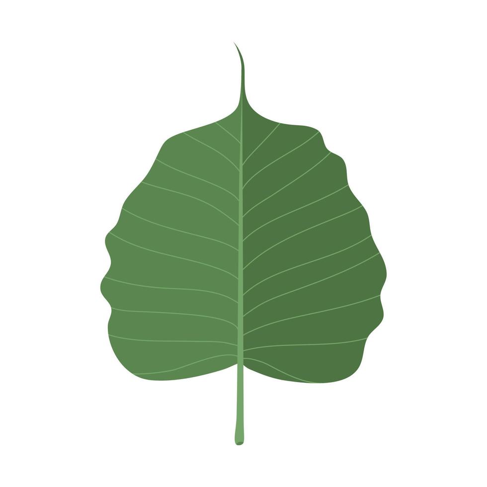 Isoleted of dark green bodhi leaf, flat vector. vector