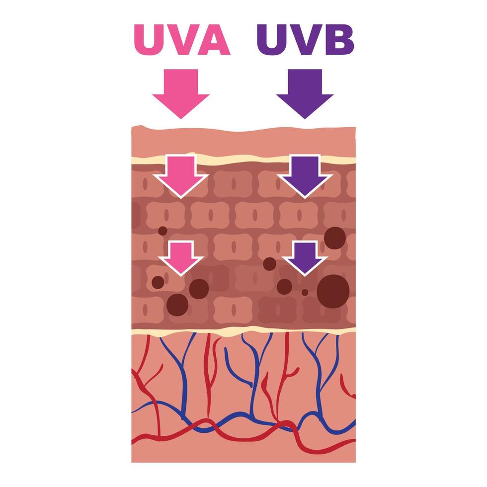 Uva uvb skin action icon, cartoon style vector