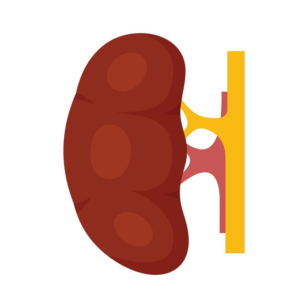 Human kidney icon, flat style vector