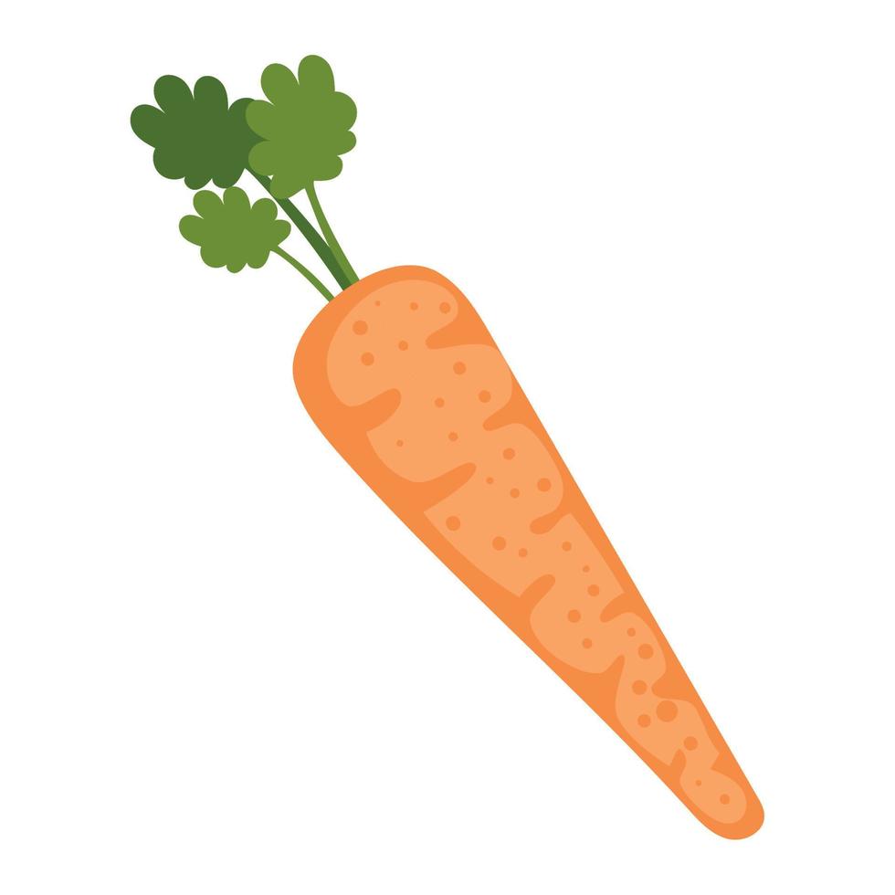 fresh carrot vegetable vector