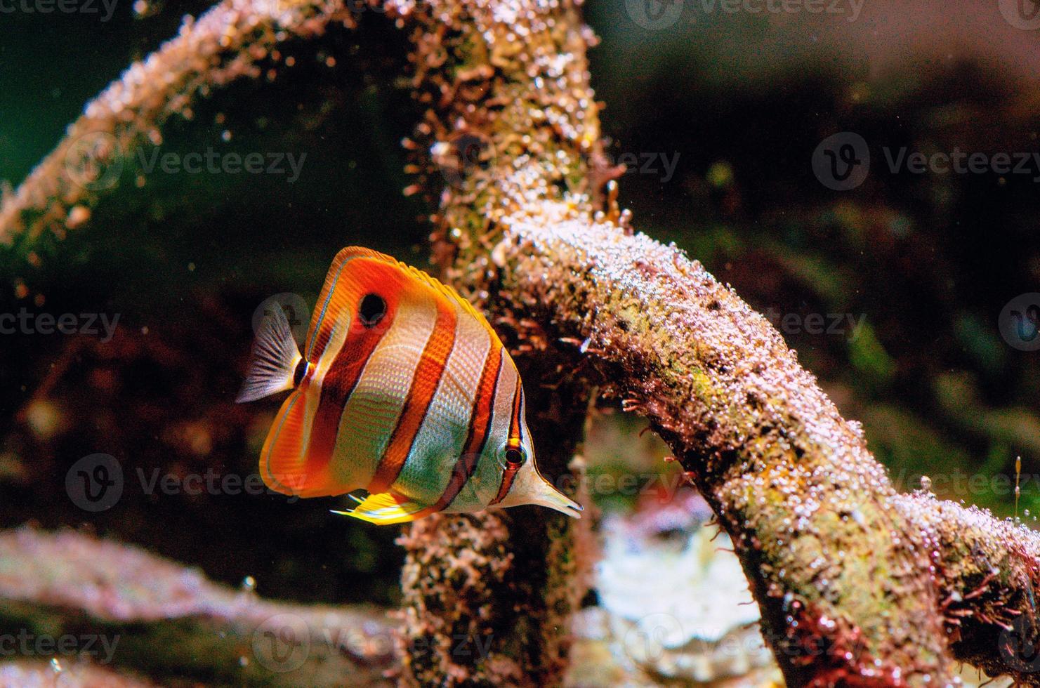 coloridos peces tropicales y corales bajo el agua en el acuario foto