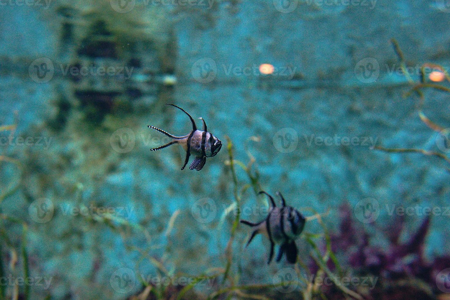 coloridos peces tropicales y corales bajo el agua en el acuario foto