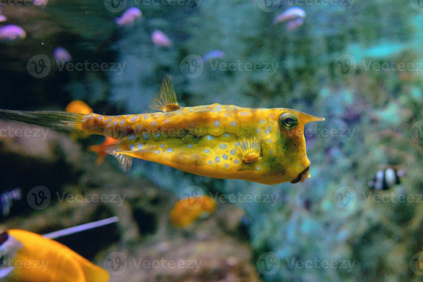 Colorful tropical fishes and corals underwater in the aquarium photo