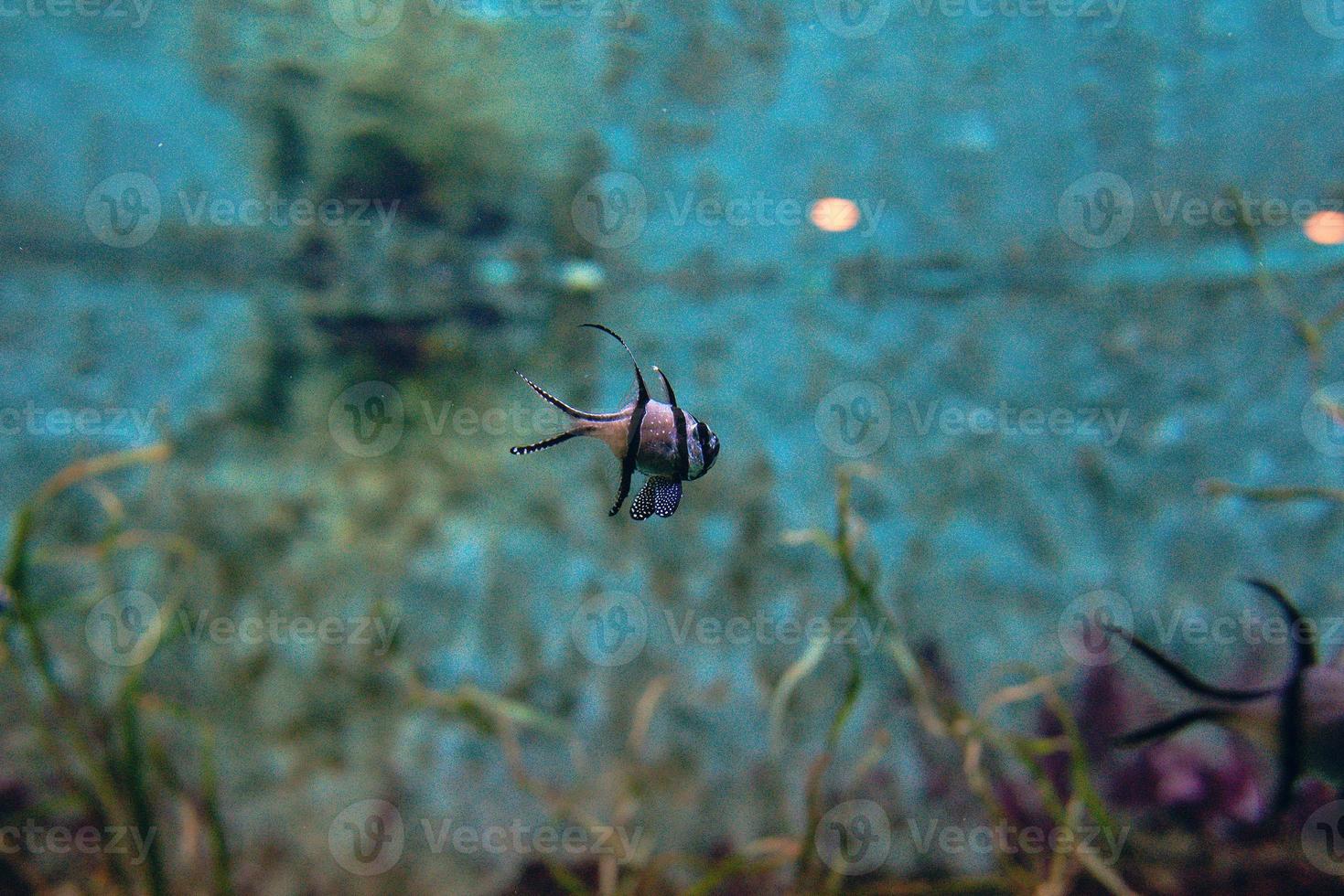 Colorful tropical fishes and corals underwater in the aquarium photo