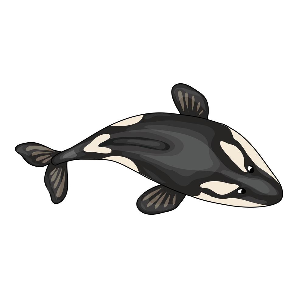 Top view orca whale icon, cartoon style vector