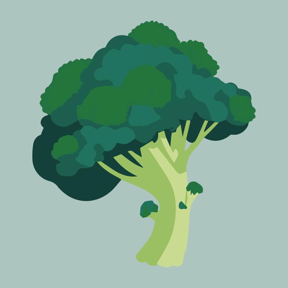 Healthy broccoli vector illustration. Organic fresh healthy vegan vegetable.