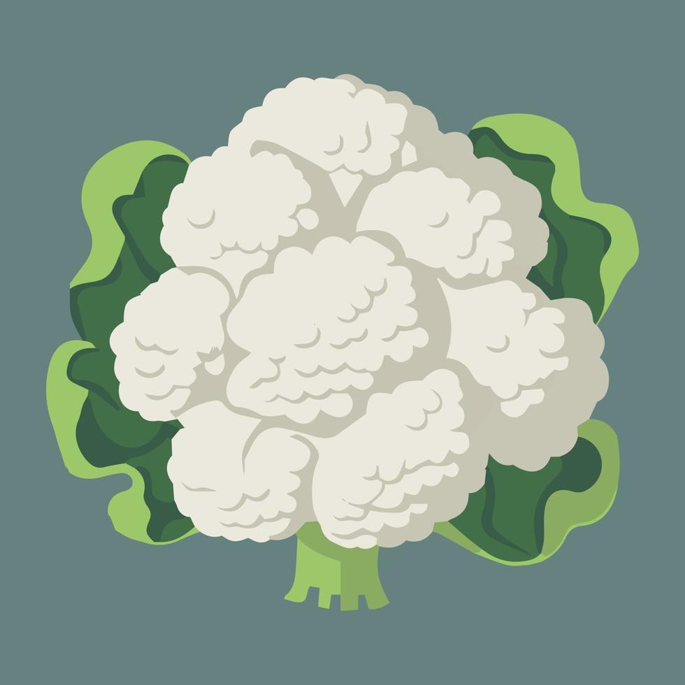 Organic fresh food vector  illustration of a cauliflower.  Healthy vegetable.