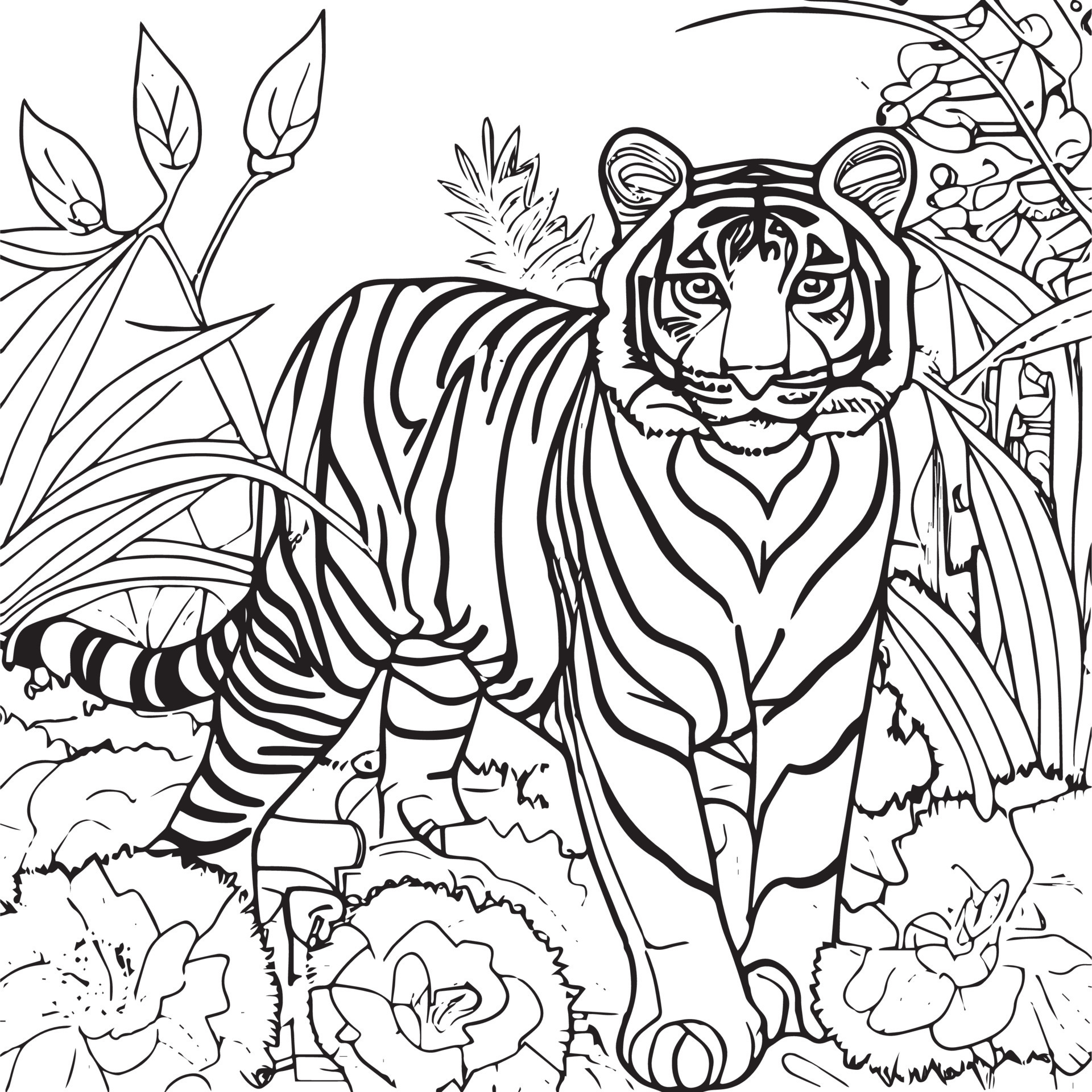 Tiger outline for coloring book. Black and white vector illustration drawing.  14487841 Vector Art at Vecteezy