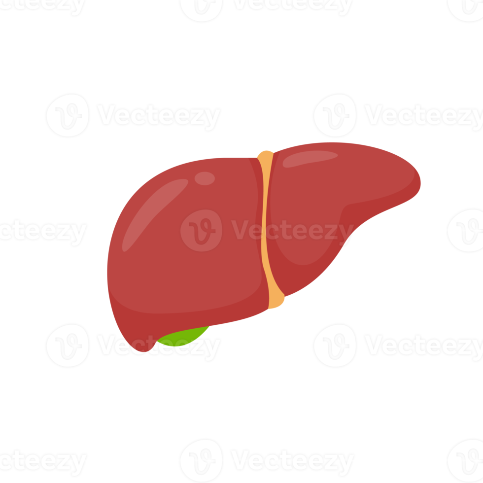 Leber-Symbol. Die Leber ist das innere Organ des Menschen, das dabei hilft, Giftstoffe und Abfallstoffe aus dem Körper zu filtern. png