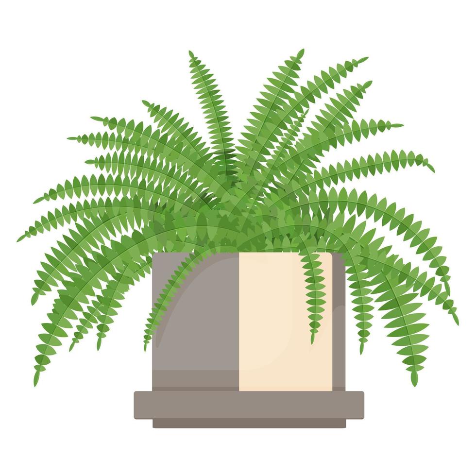 planta nephrolepis plantas de interior vector