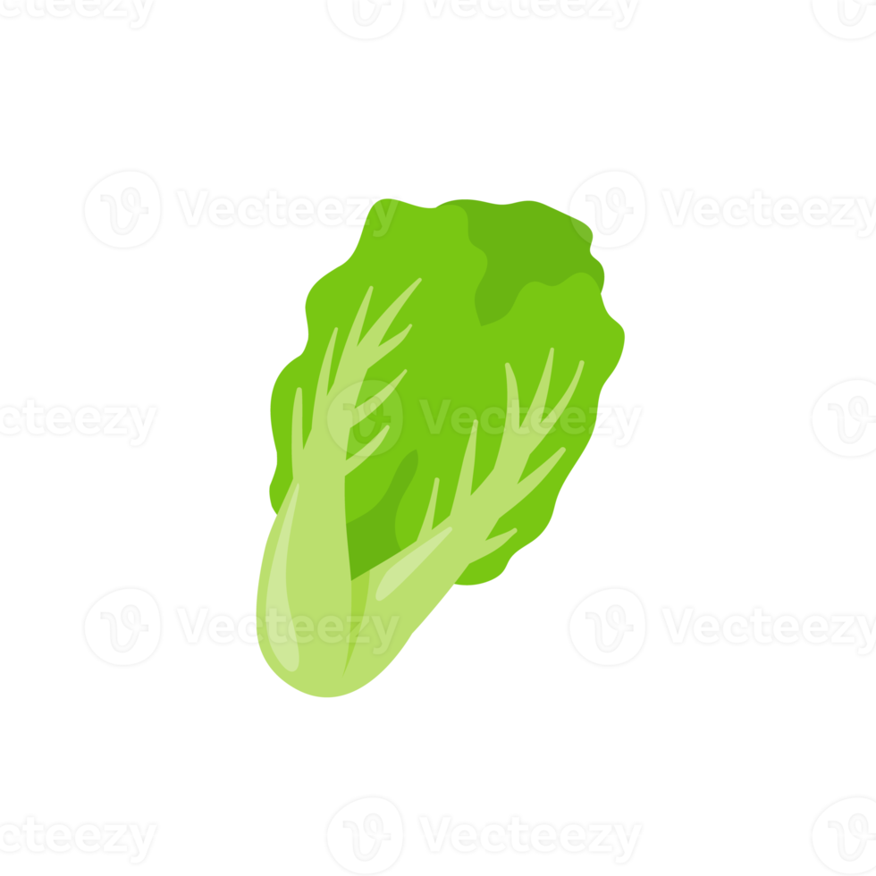 lattuga. verdure a foglia verde per una sana insalata. png