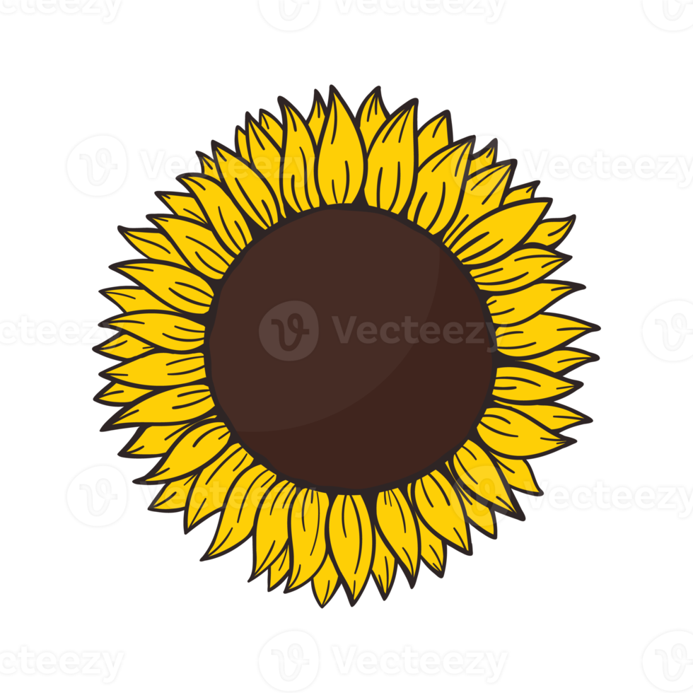 blooming yellow sunflowers full of sunflower seeds inside for