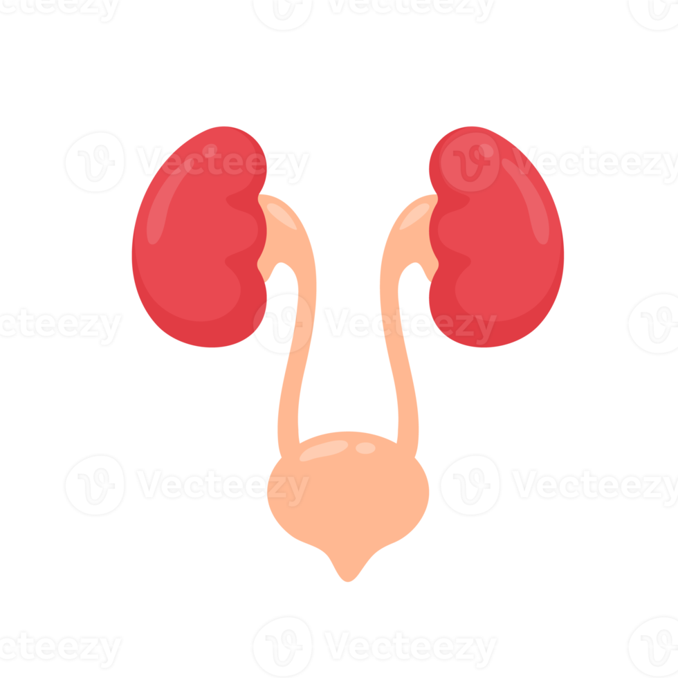 Kidney icon. A red kidney resembling a bean. Serves to filter waste to collect the gastric ulcer. png