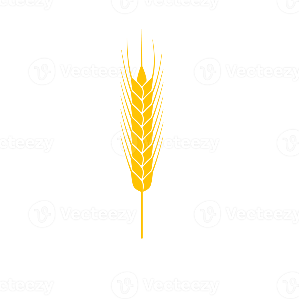 espigas de trigo. grãos integrais para fazer pão. png