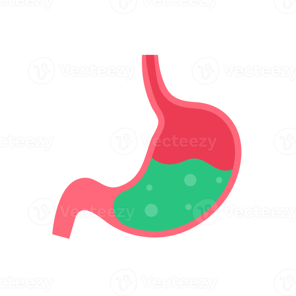 Stomach icon. The stomach contains gastric juice to aid digestion and ascend to the intestine. png