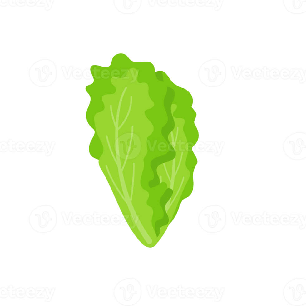 lechuga. vegetales de hojas verdes para una ensalada saludable. png