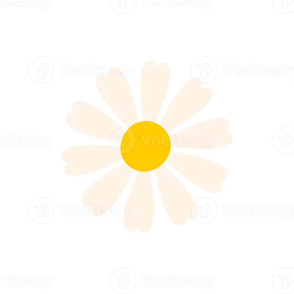 White Daisy. Flowers blooming in spring. png