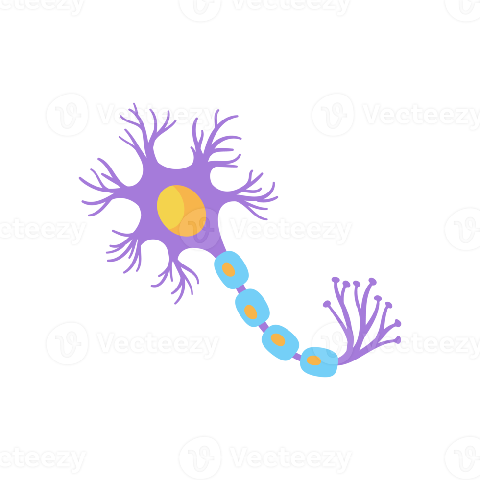 modello di neurone sensoriale umano per studi di biologia png