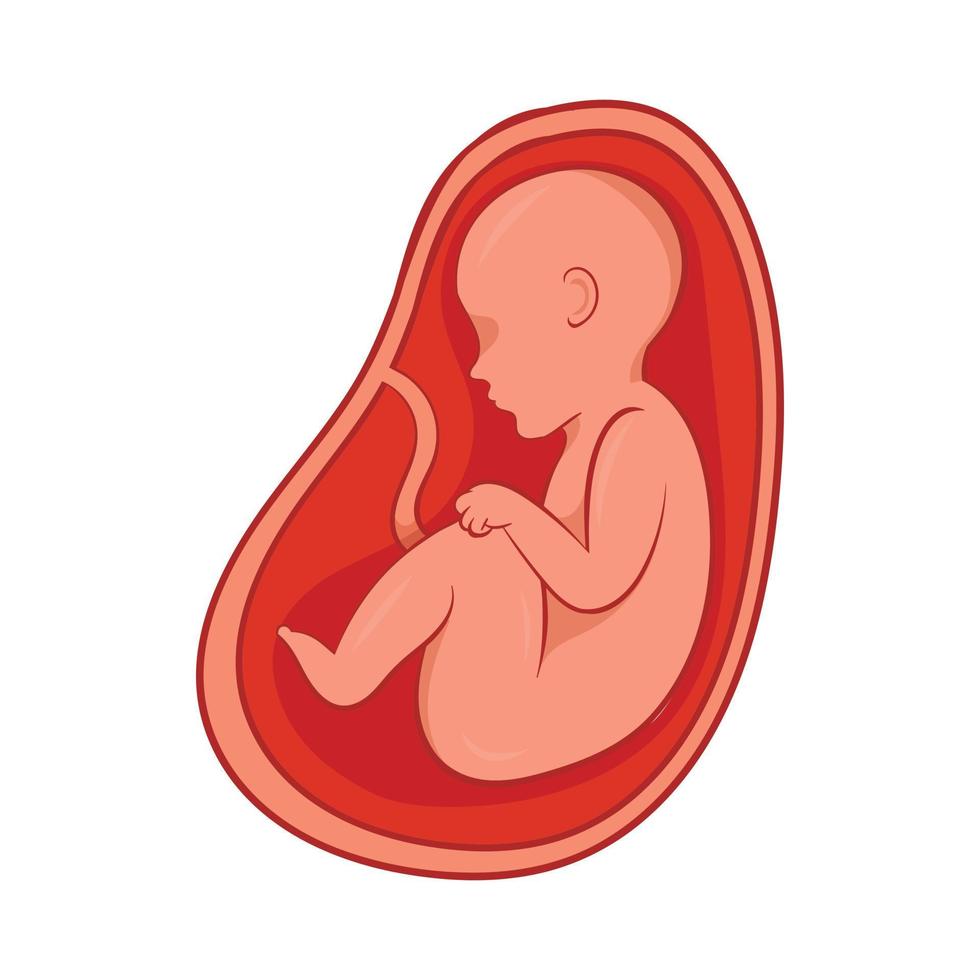 Embryo in stomach icon, cartoon style vector