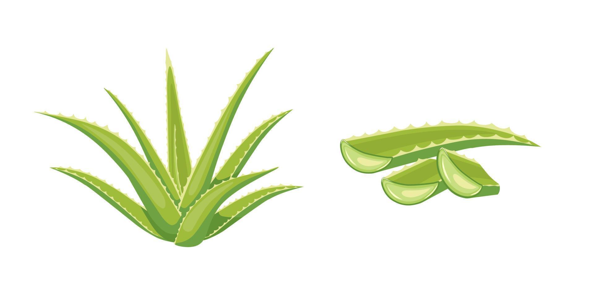 Vector illustration, fresh aloe vera with sliced, isolated on white background, for health and beauty product label.