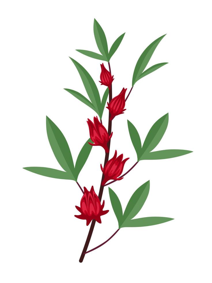 Vector illustration, rosella and Hibiscus sabdariffa plants, isolated on white background.