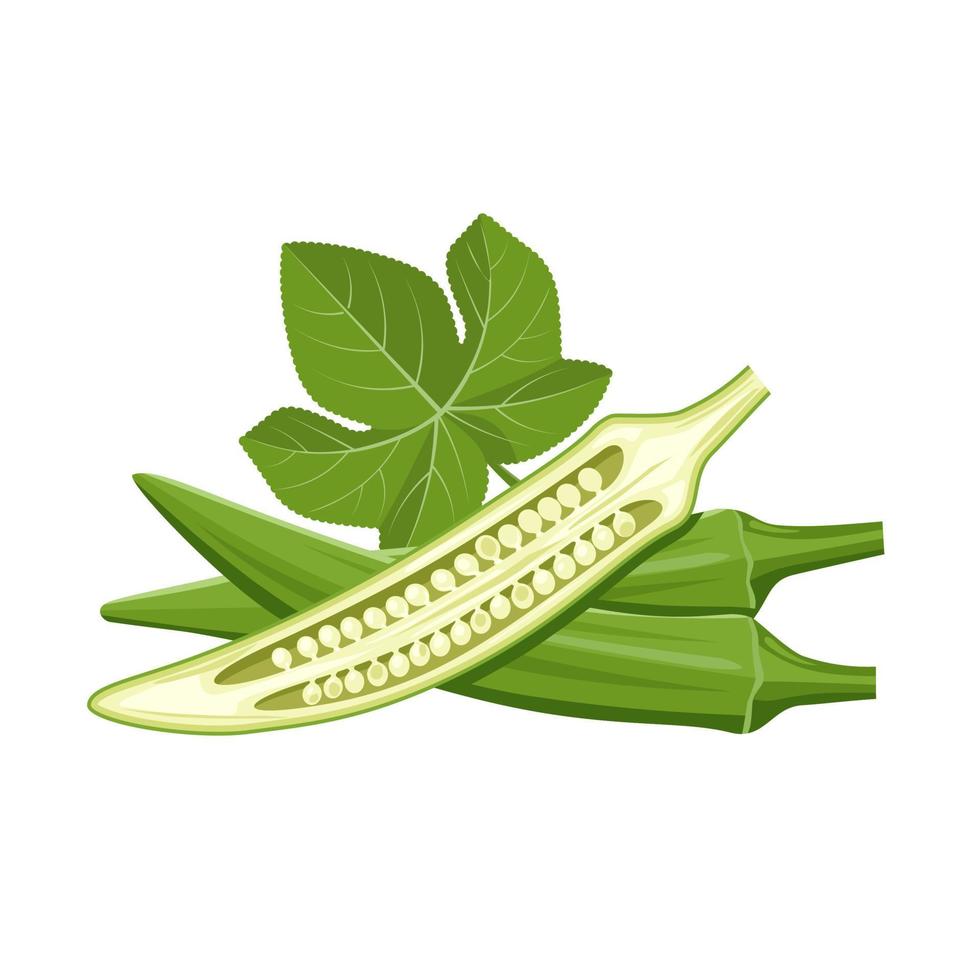 Vector illustration of fresh young Okra, with slices, and green leaves, isolated on white background.